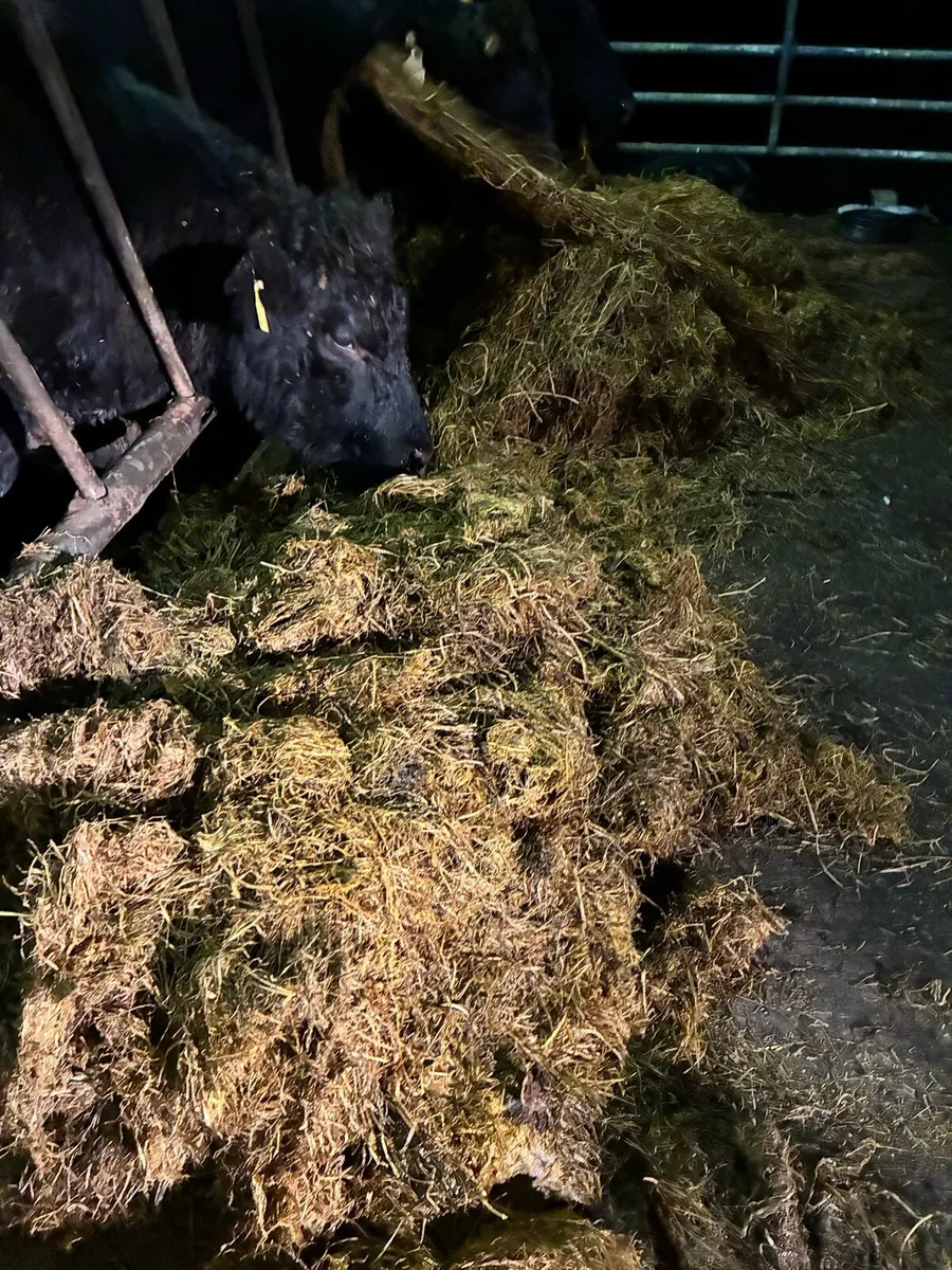 Silage - Image 2