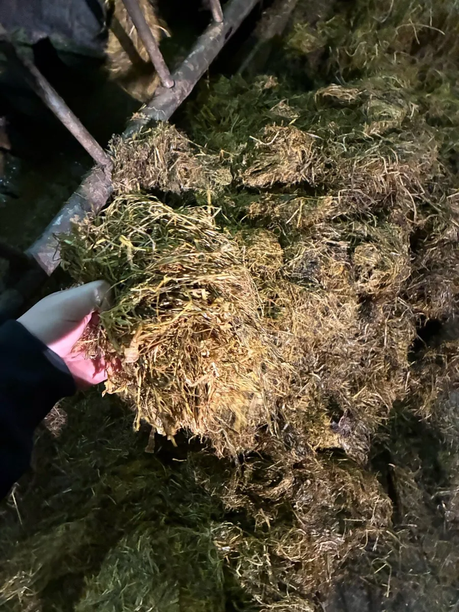Silage - Image 3