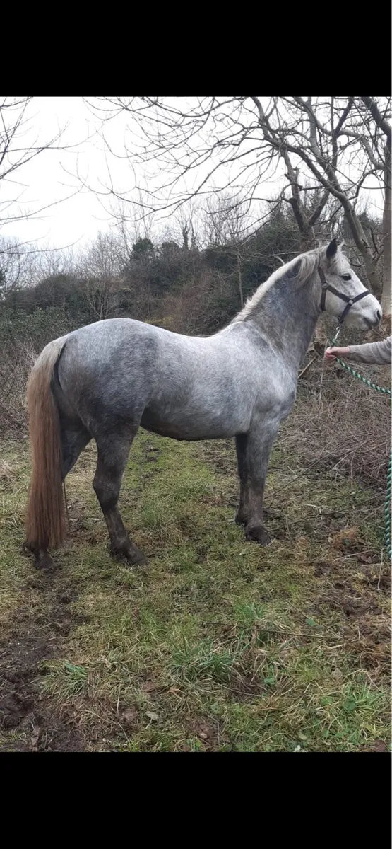 Connemara mare in foal - Image 1