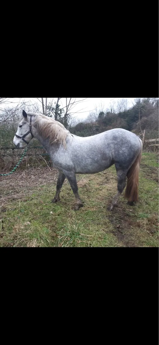 Connemara mare in foal - Image 2