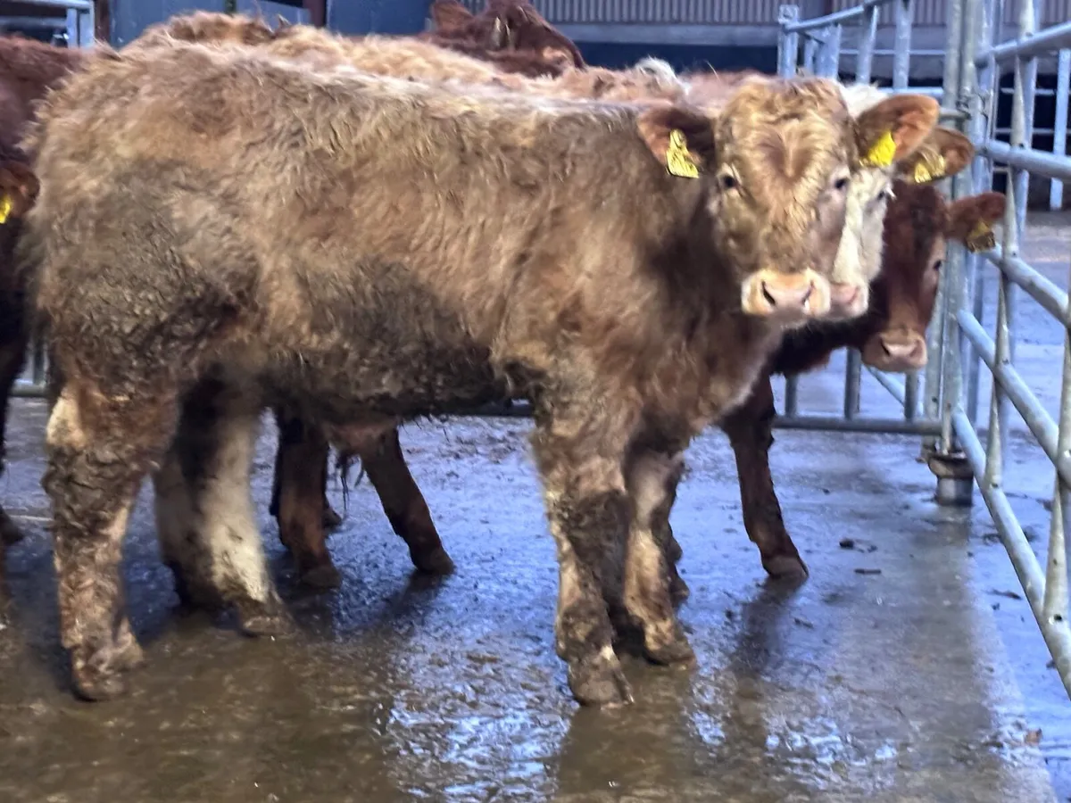 6 smashing Charlaois and Limision bull Weanlings f - Image 3