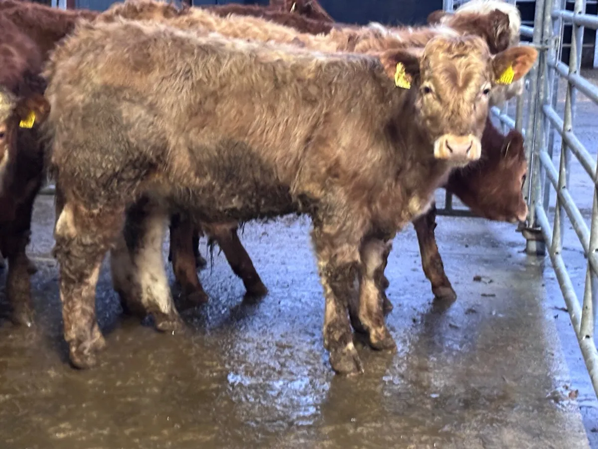 6 smashing Charlaois and Limision bull Weanlings f - Image 2