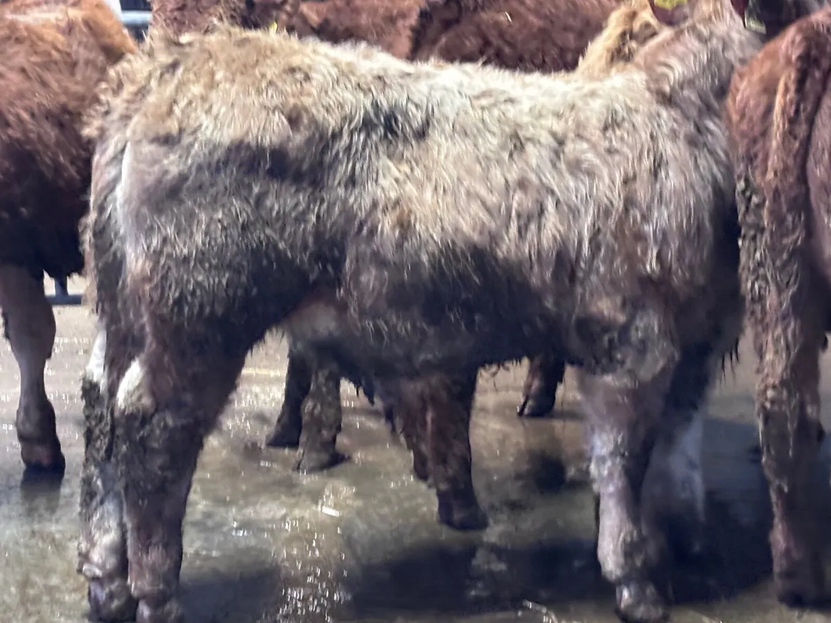 6 smashing Charlaois and Limision bull Weanlings f - Image 4