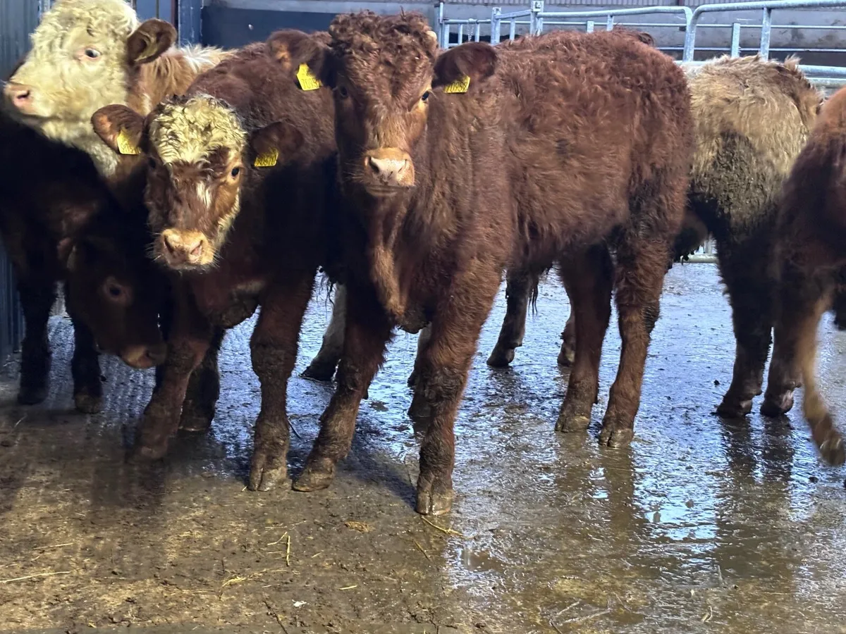 6 smashing Charlaois and Limision bull Weanlings f - Image 1