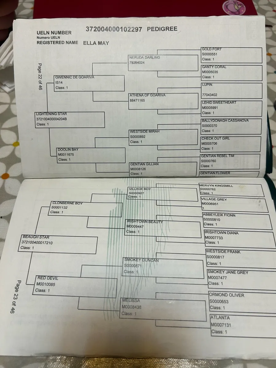 Connemara mare in foal - Image 3