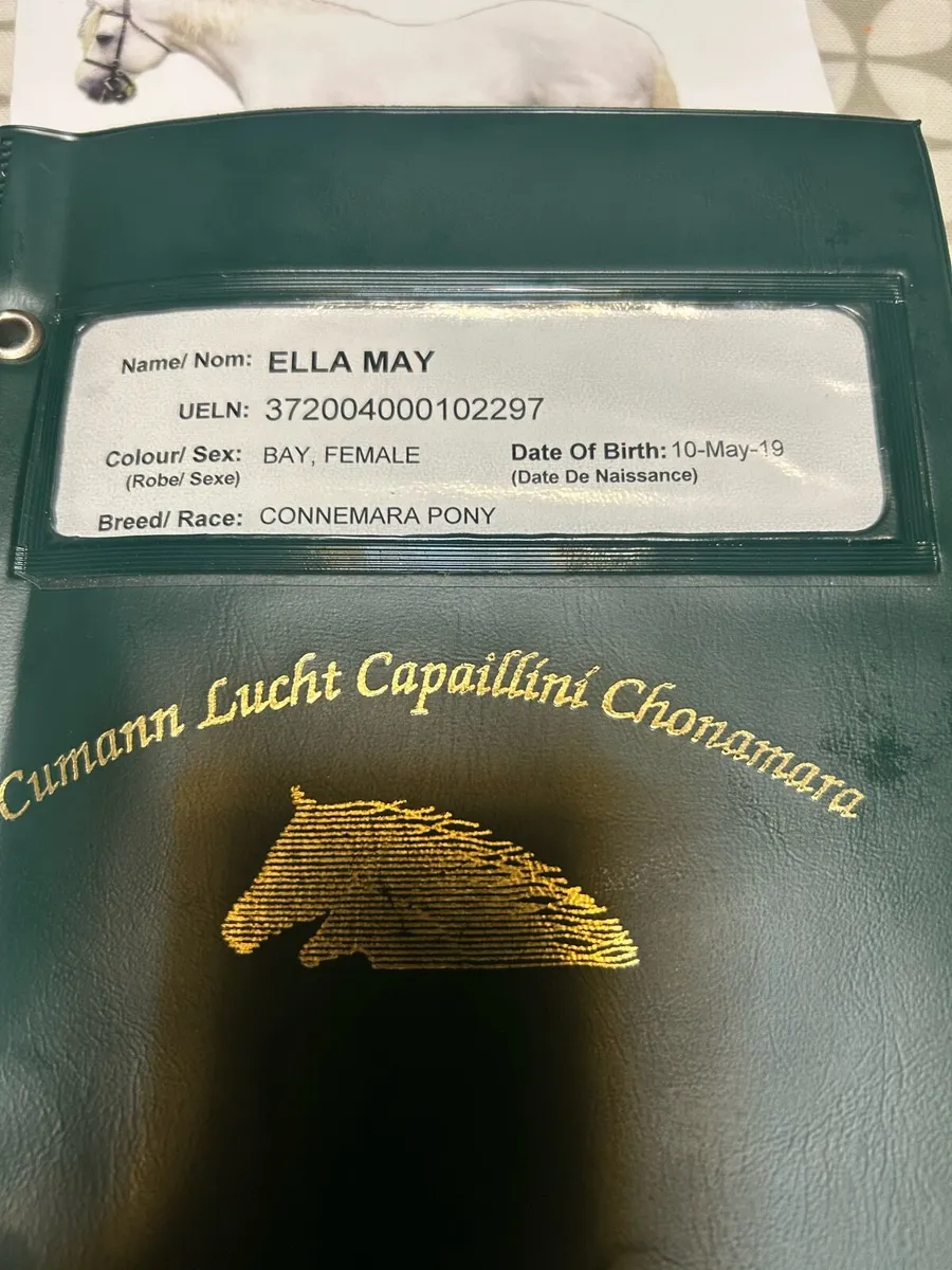 Connemara mare in foal - Image 4