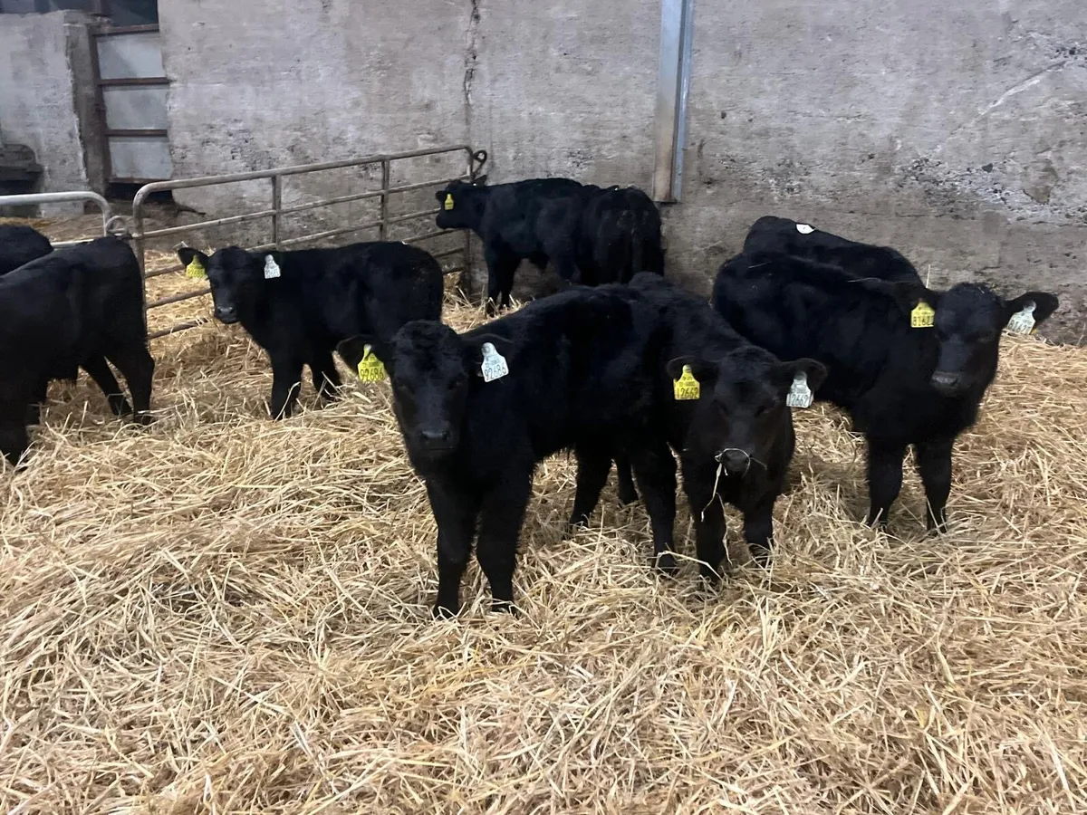 10 super Angus bull calf’s - Image 1