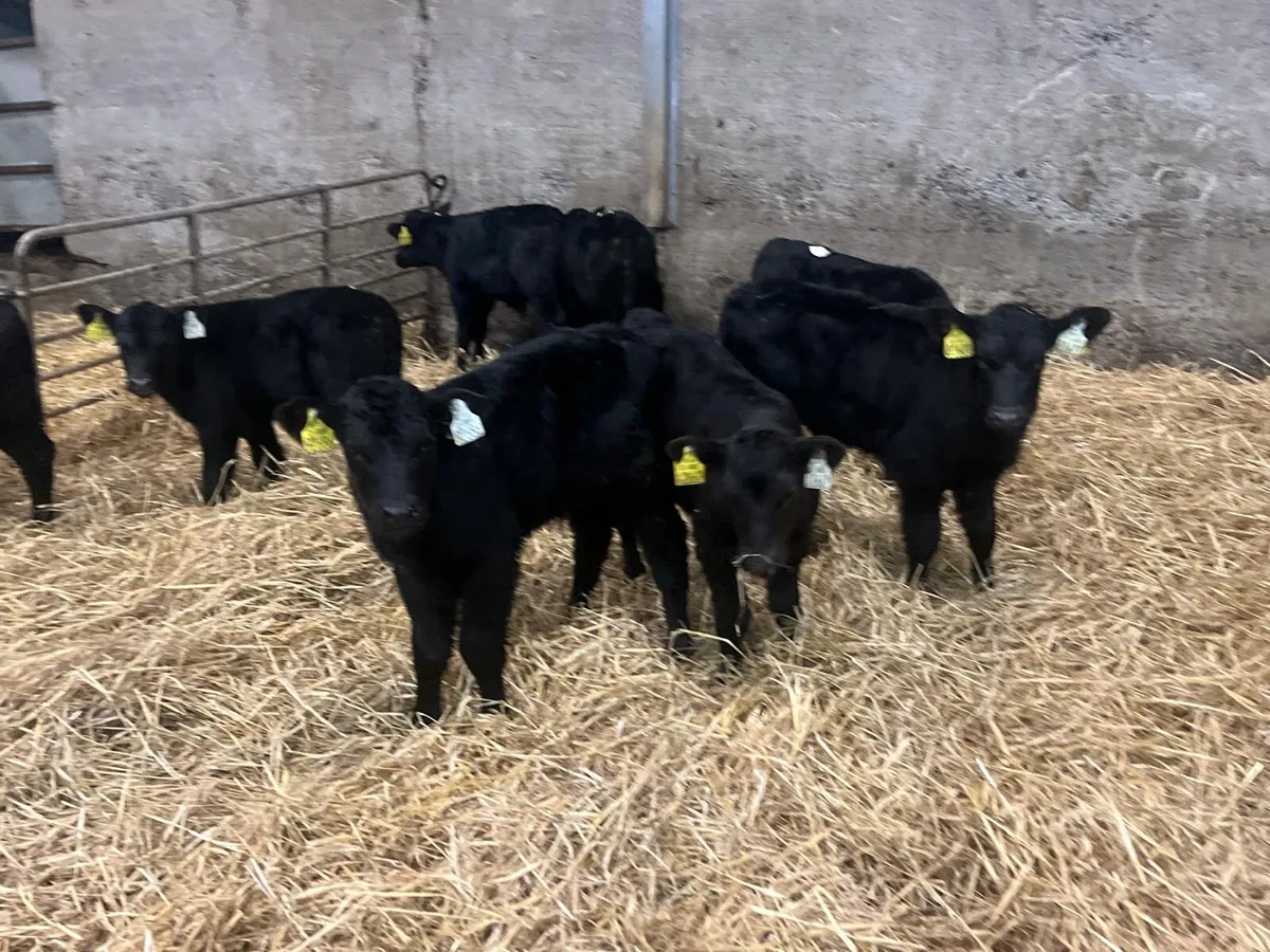 10 super Angus bull calf’s - Image 2