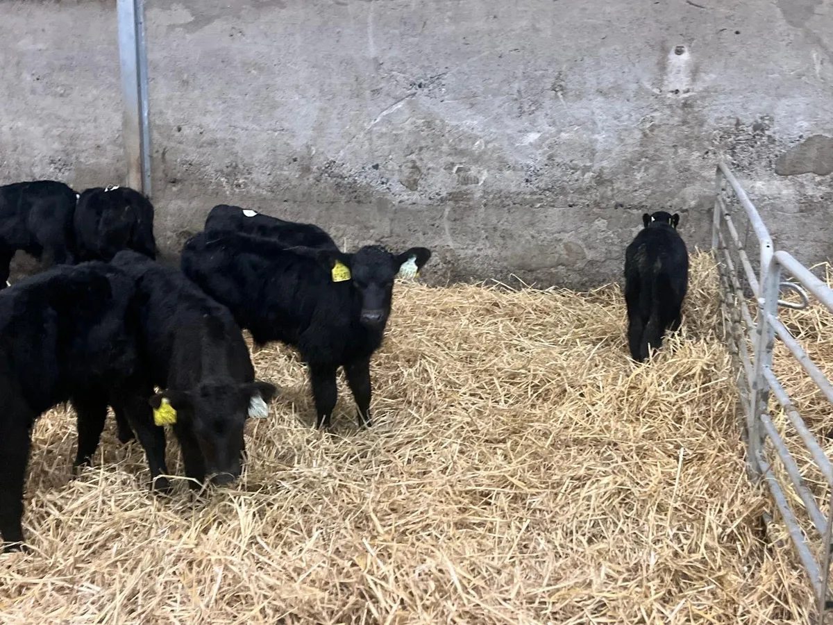 10 super Angus bull calf’s - Image 3