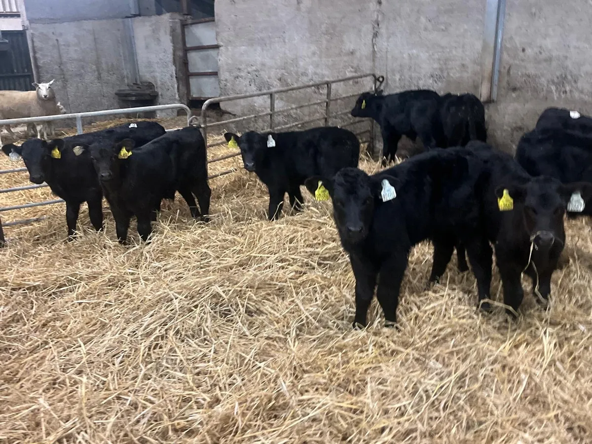 10 super Angus bull calf’s - Image 4