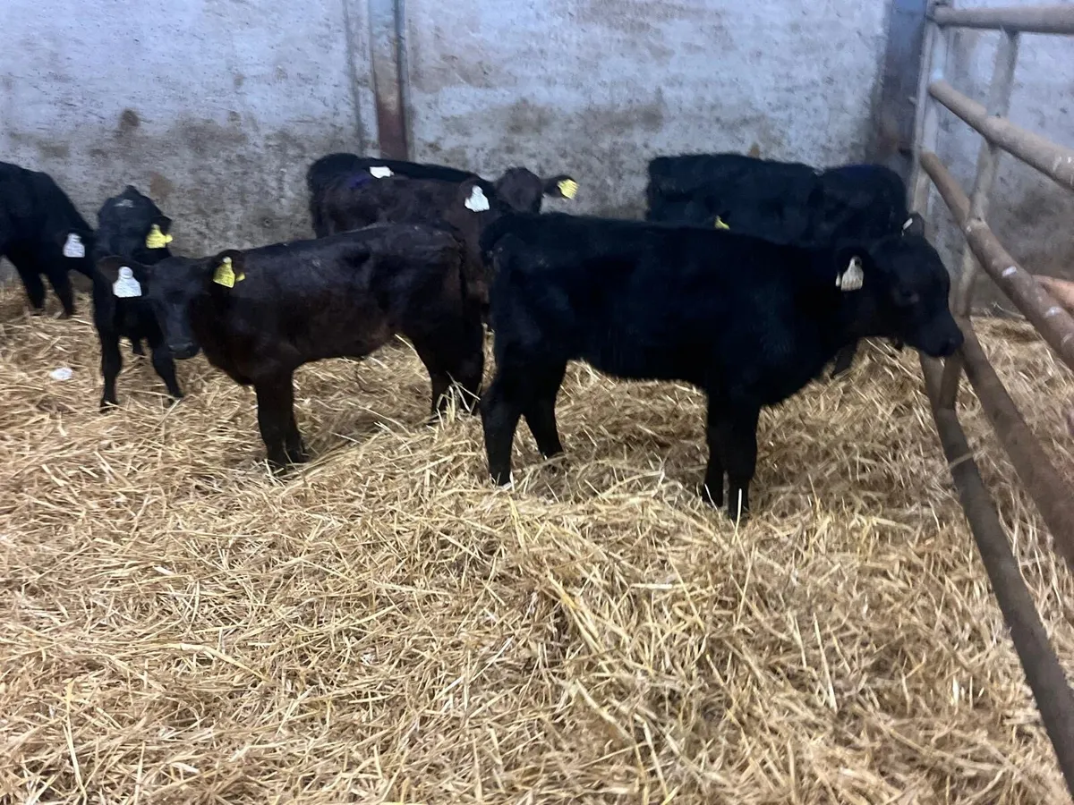 12 strong Angus heifer calf’s - Image 2