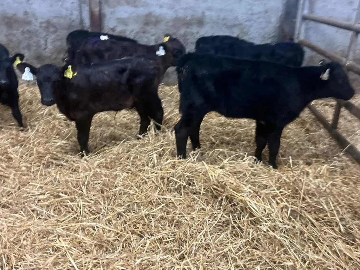 12 strong Angus heifer calf’s - Image 1