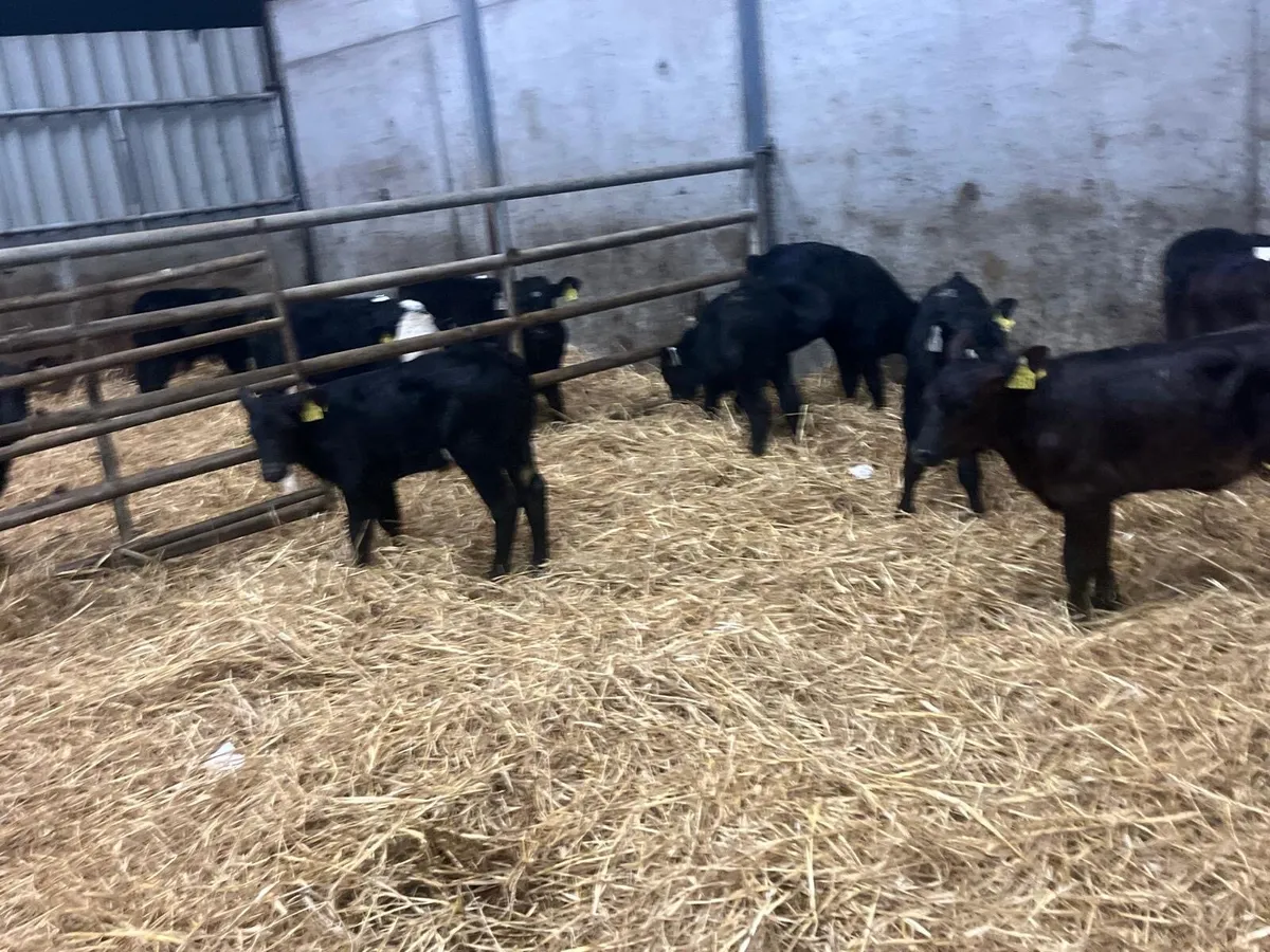 12 strong Angus heifer calf’s - Image 3