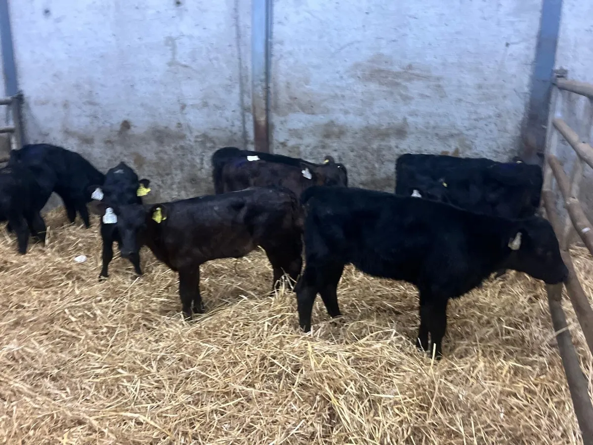 12 strong Angus heifer calf’s - Image 4