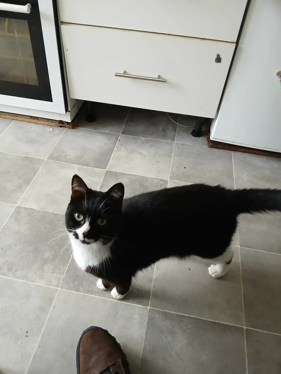 3 year old, Female Cat  (Neutered & Vaccinated) - Image 1