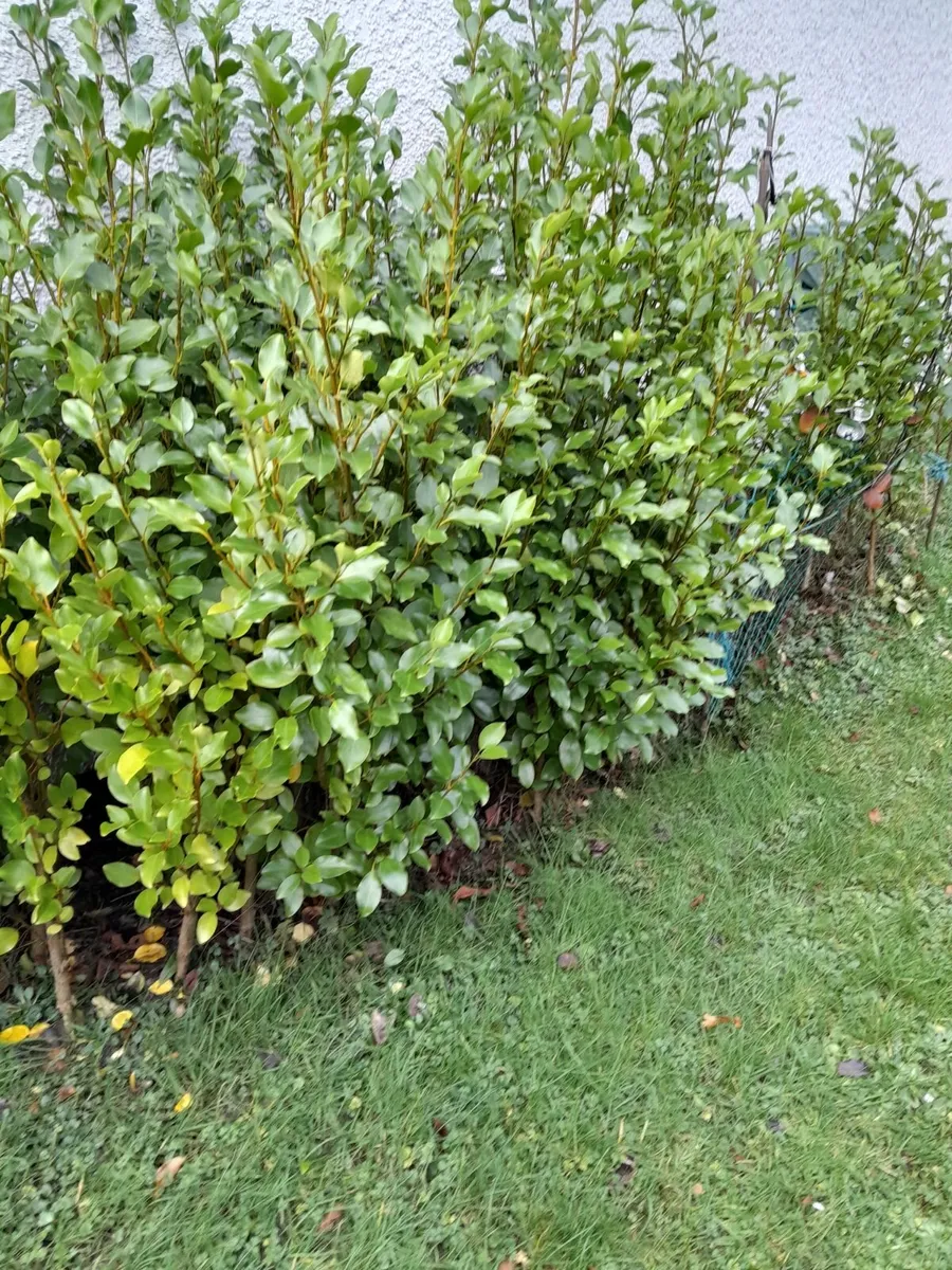 HEDGING - Image 4