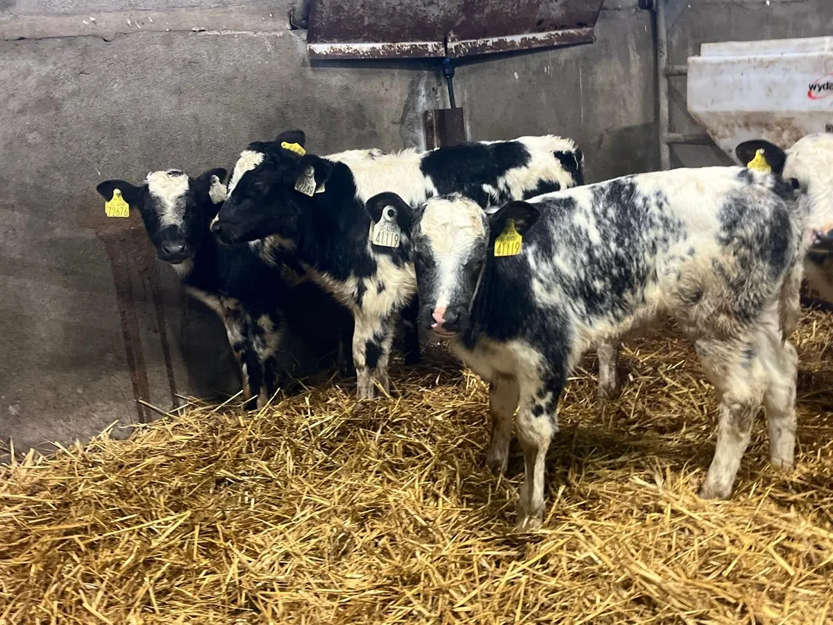 4 super Belgian blue heifer calf’s - Image 1