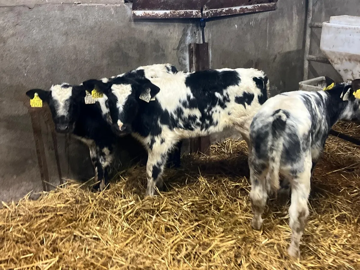 4 super Belgian blue heifer calf’s - Image 3