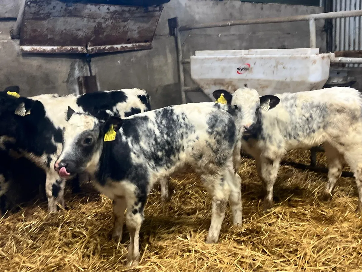 4 super Belgian blue heifer calf’s - Image 2