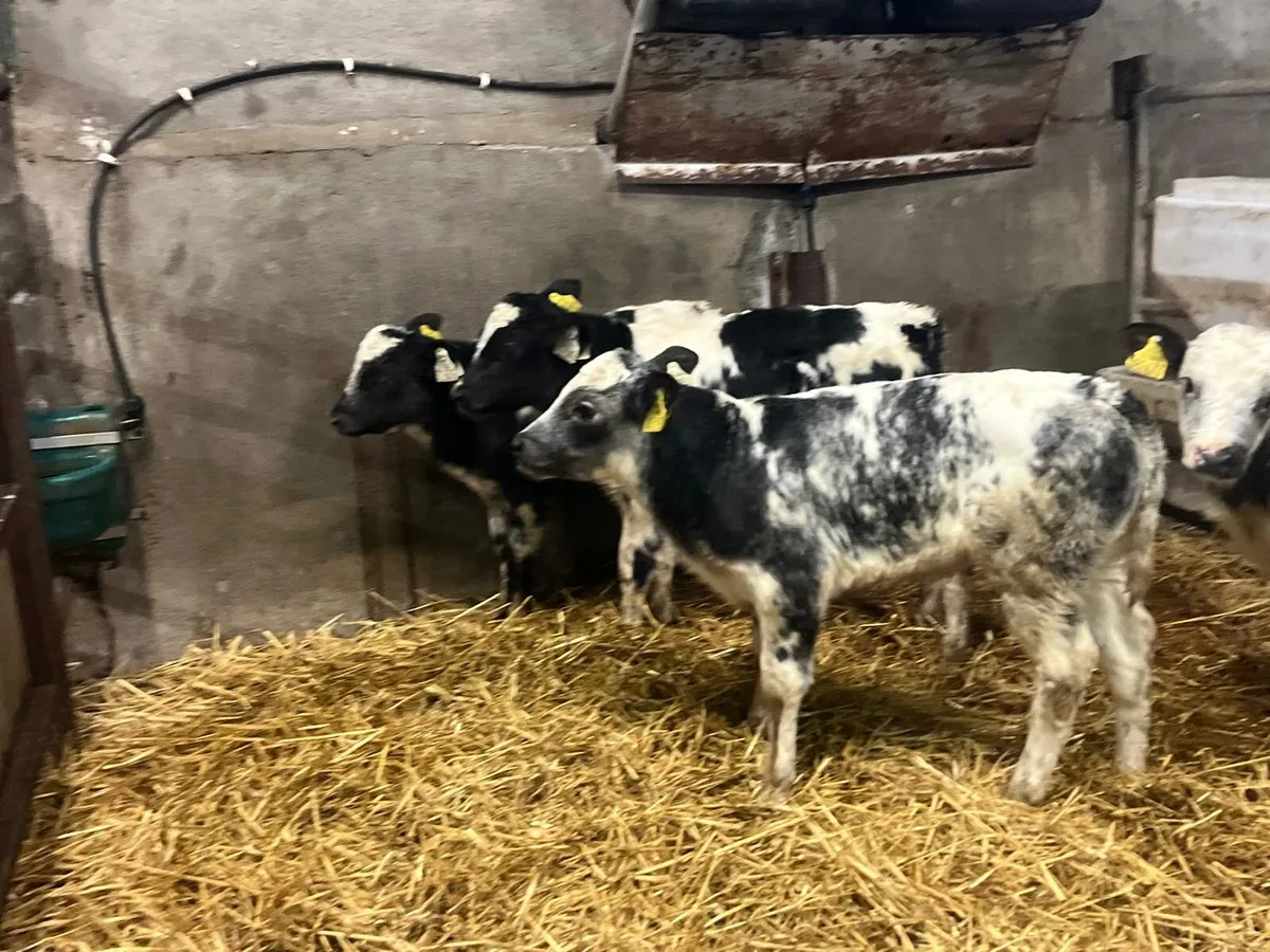 4 super Belgian blue heifer calf’s - Image 4