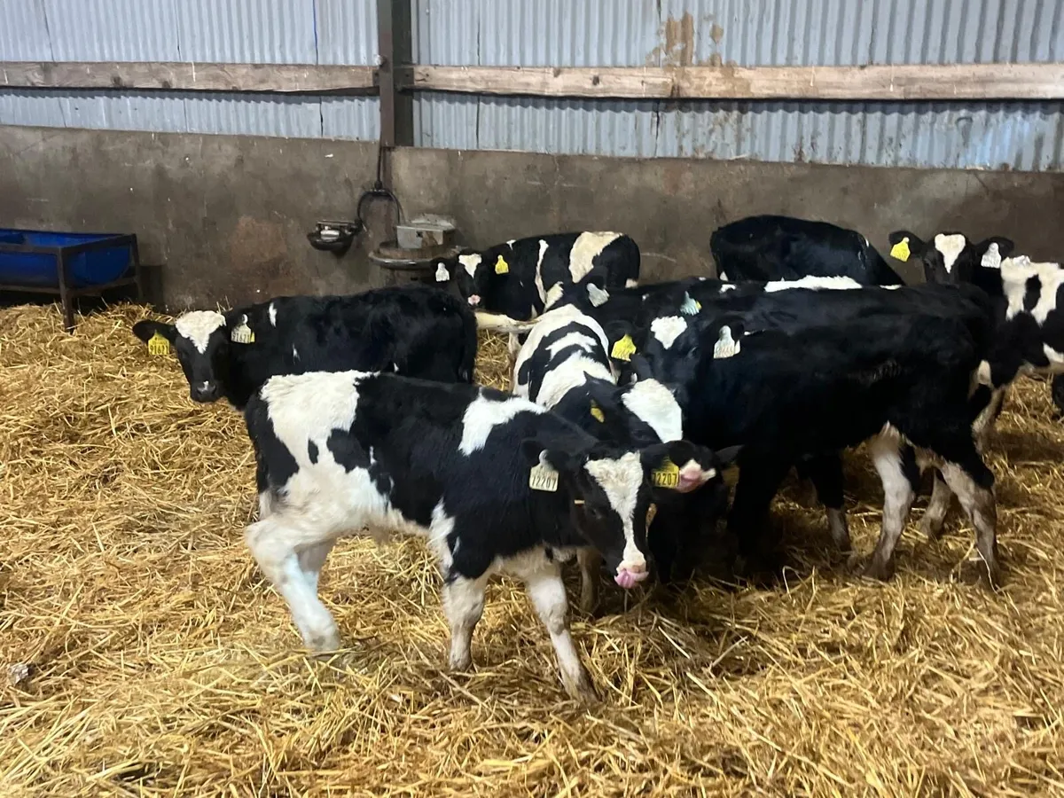 18 super strong British Frisian bull calf’s - Image 4