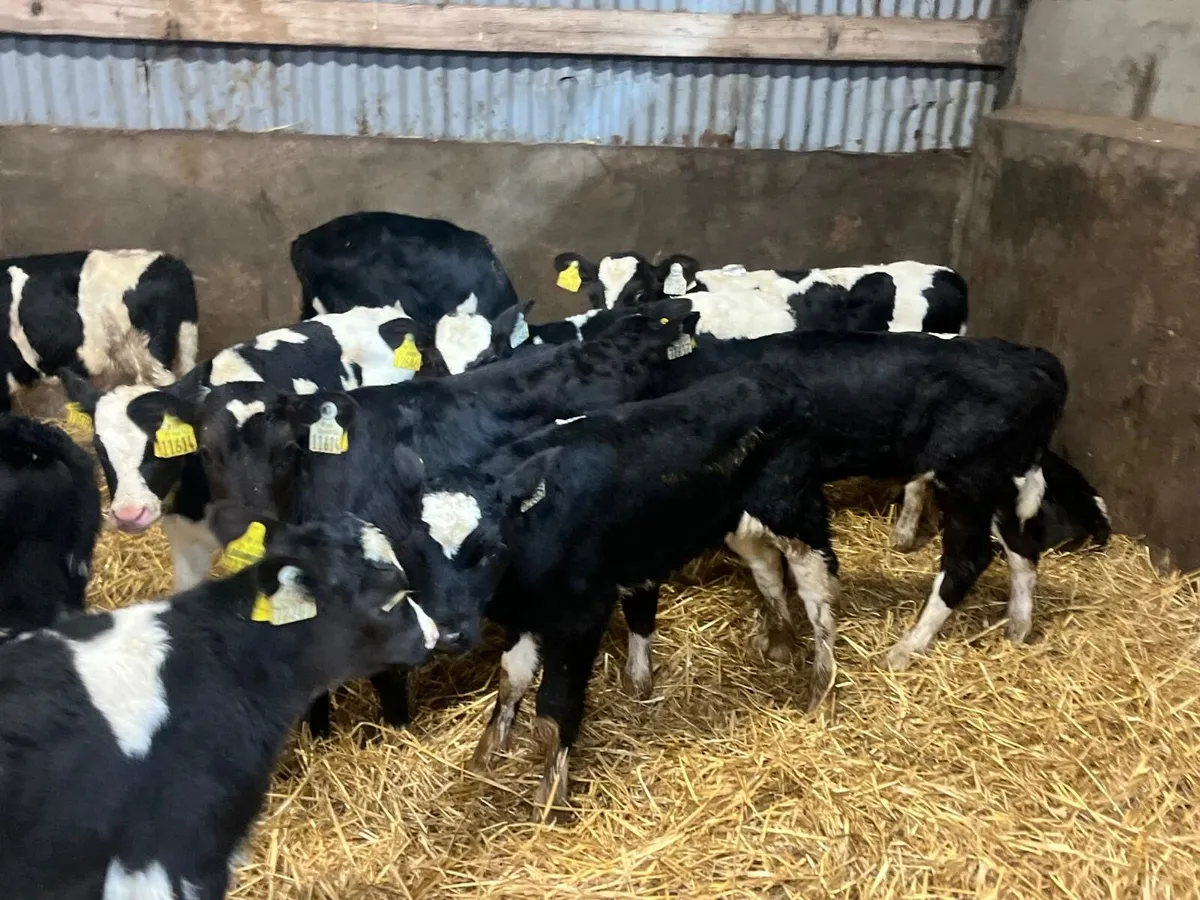 18 super strong British Frisian bull calf’s - Image 1