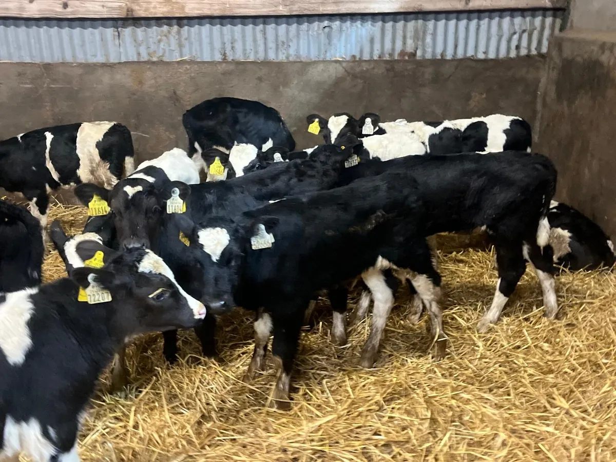 18 super strong British Frisian bull calf’s - Image 2