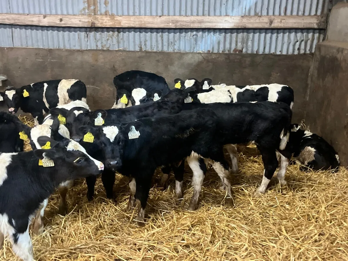 18 super strong British Frisian bull calf’s - Image 3