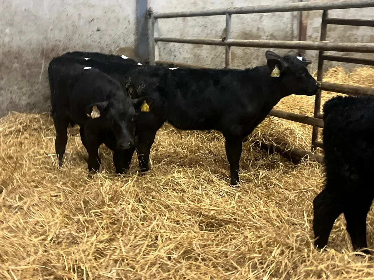 6 reared Angus bull runners - Image 1