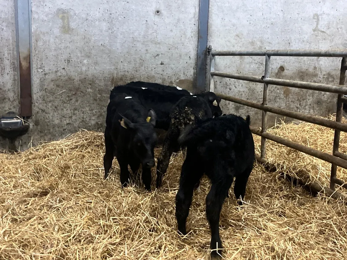 6 reared Angus bull runners - Image 3