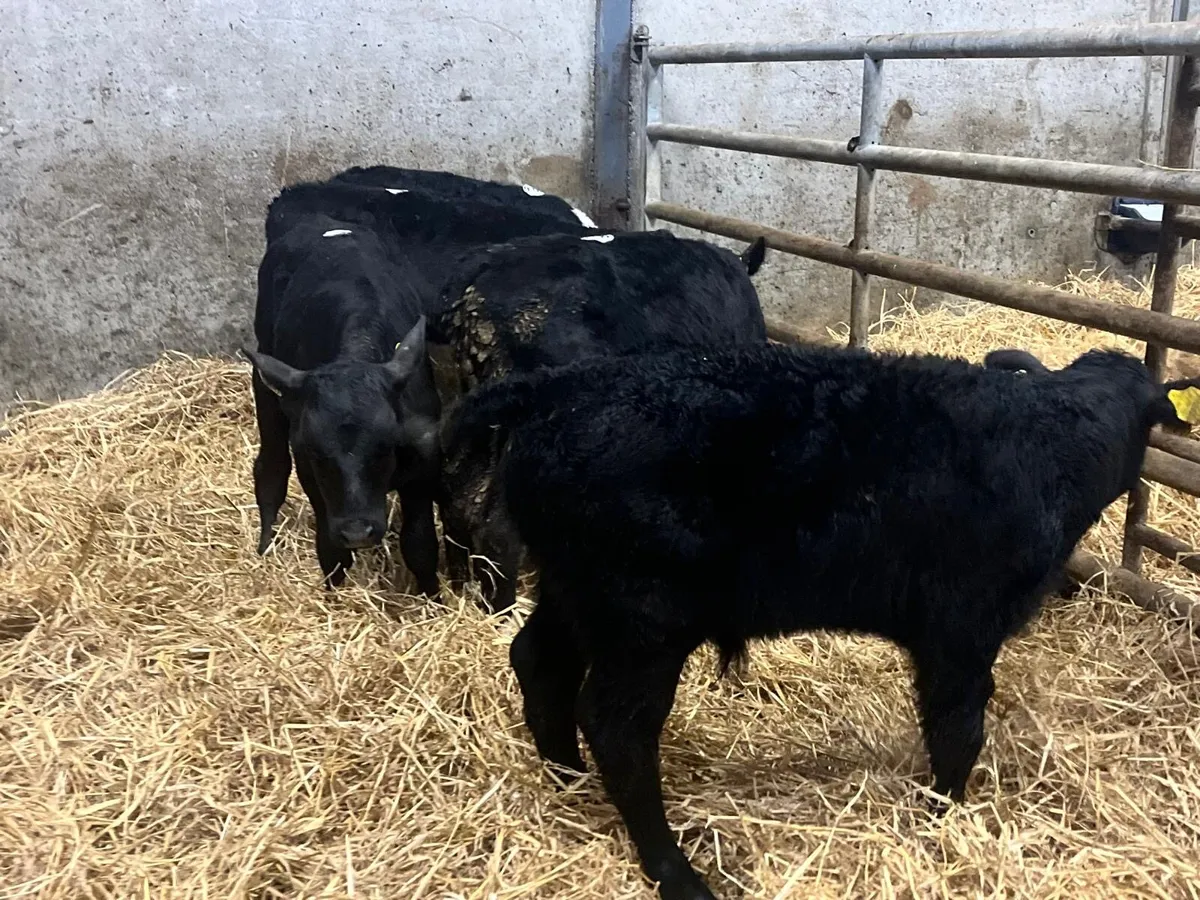 6 reared Angus bull runners - Image 2