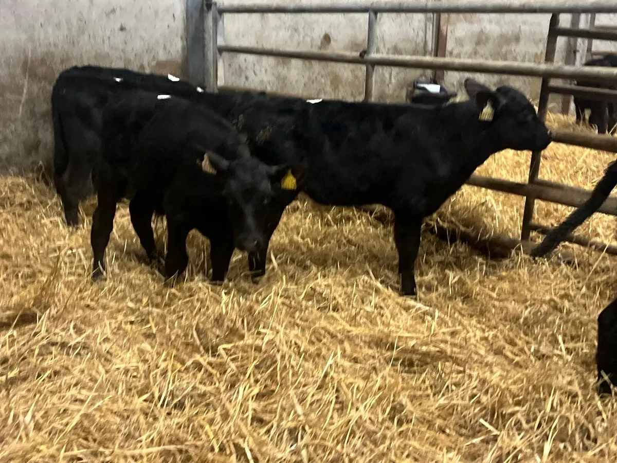 6 reared Angus bull runners - Image 4