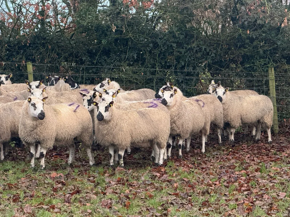 62 2 & 3 year old ewes carrying 120 lambs - Image 3