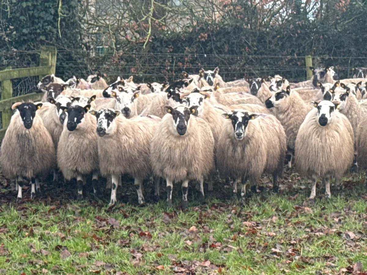 62 2 & 3 year old ewes carrying 120 lambs - Image 4