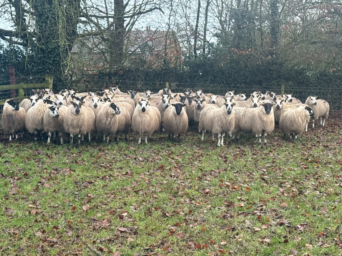 62 2 & 3 year old ewes carrying 120 lambs - Image 1