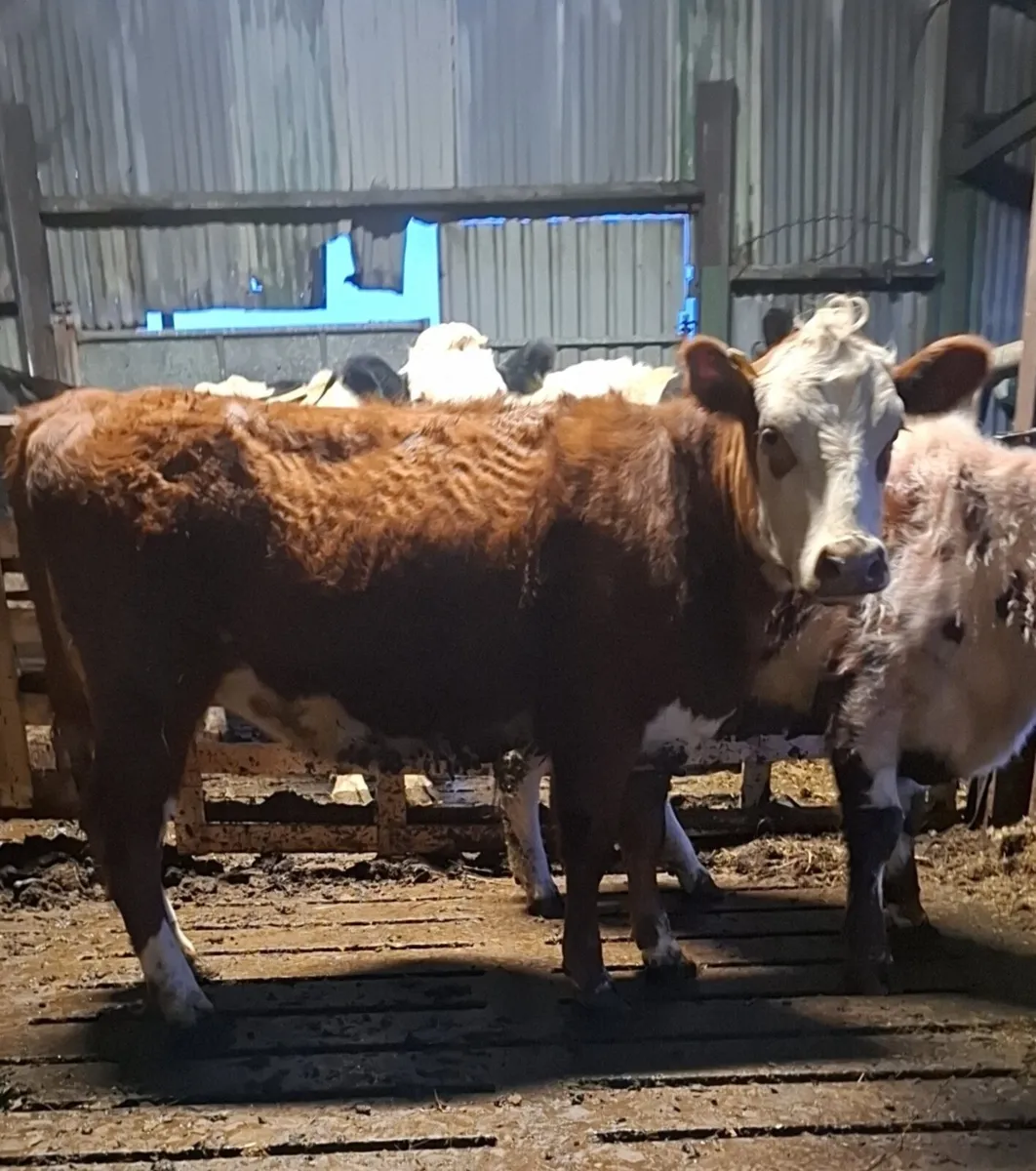 Cow makers - Image 1