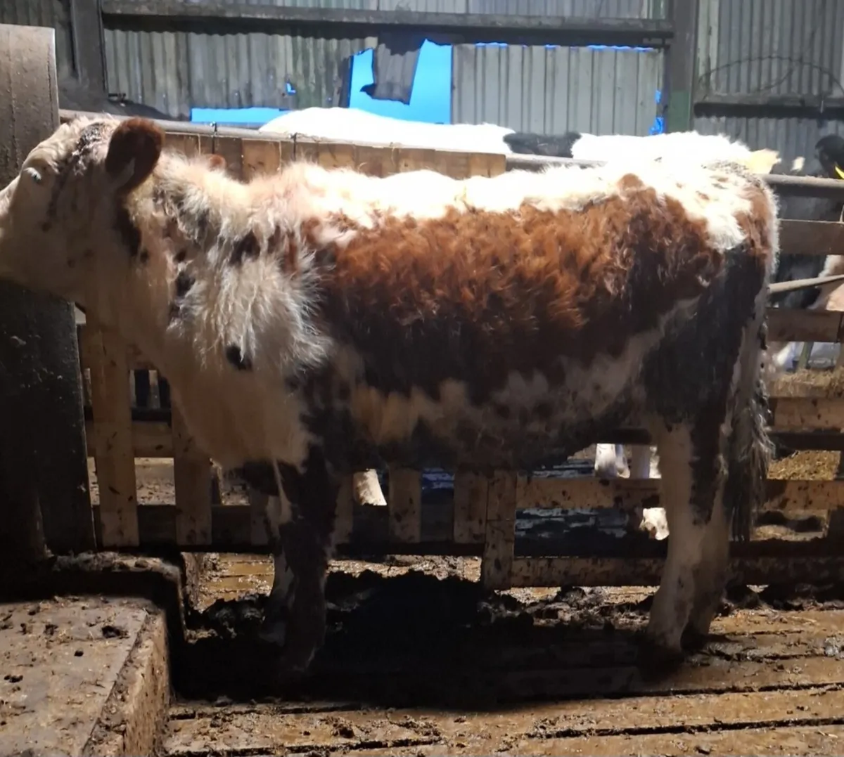 Cow makers - Image 2