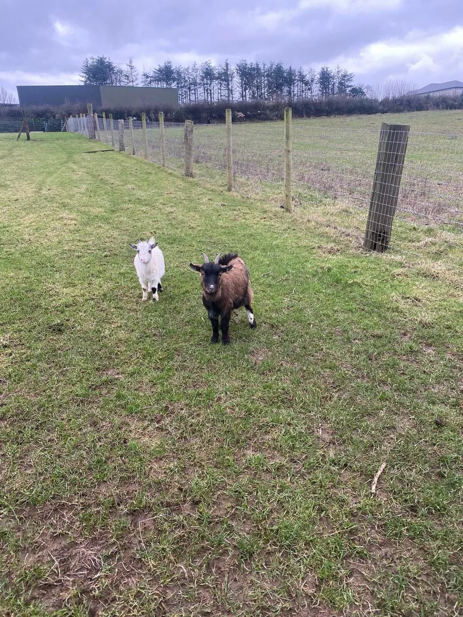 Pygmy Goats - Image 2