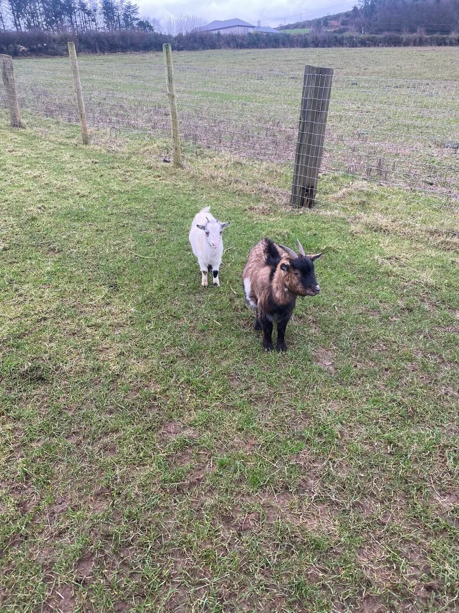 Pygmy Goats - Image 3