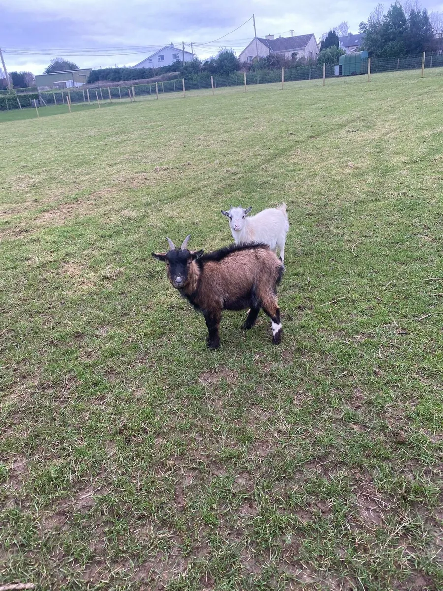 Pygmy Goats - Image 1