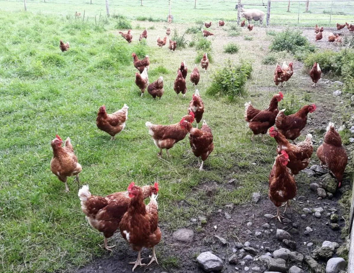 Lohmann Brown Hens