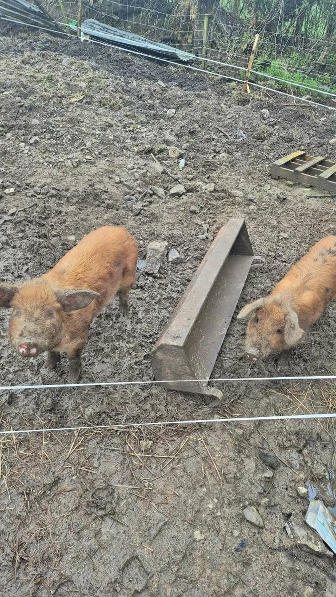 Pigs - Image 1