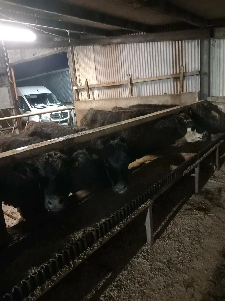 Heifers for sale in Dowra Saturday 14th Feb - Image 2