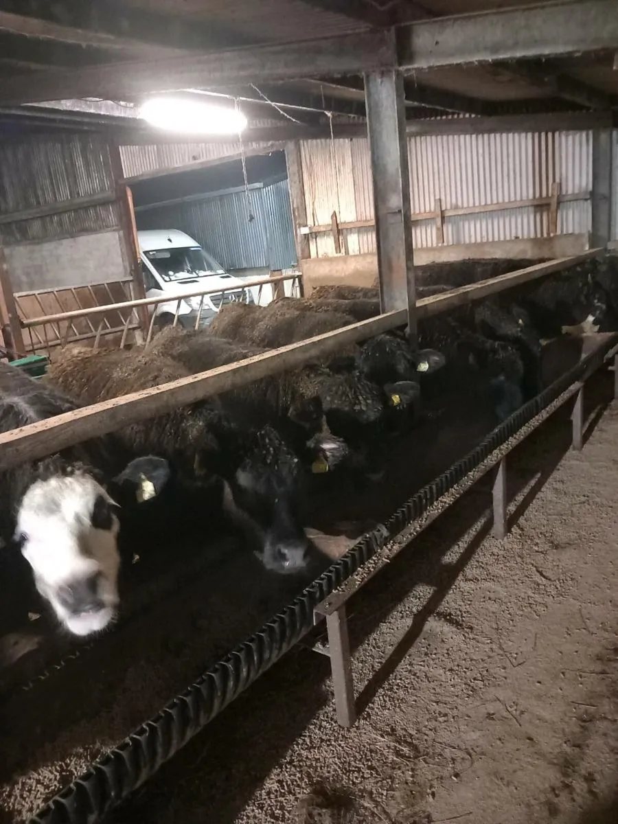 Heifers for sale in Dowra Saturday 14th Feb - Image 3