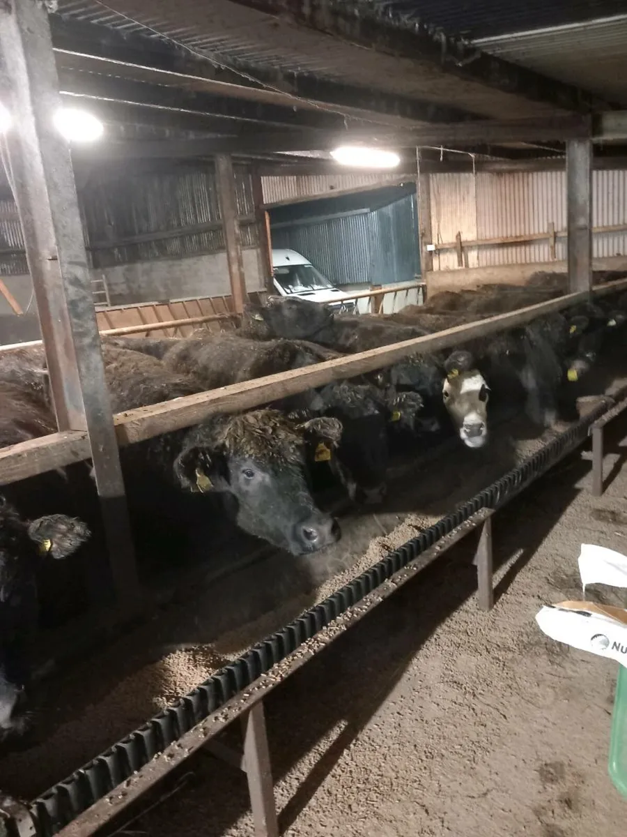 Heifers for sale in Dowra Saturday 14th Feb - Image 4