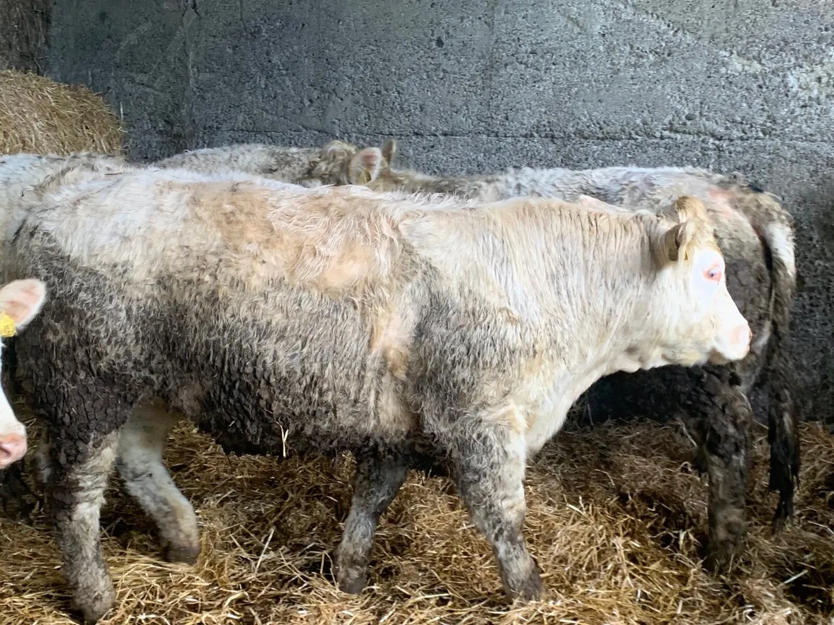 Charolais heifers - Image 3