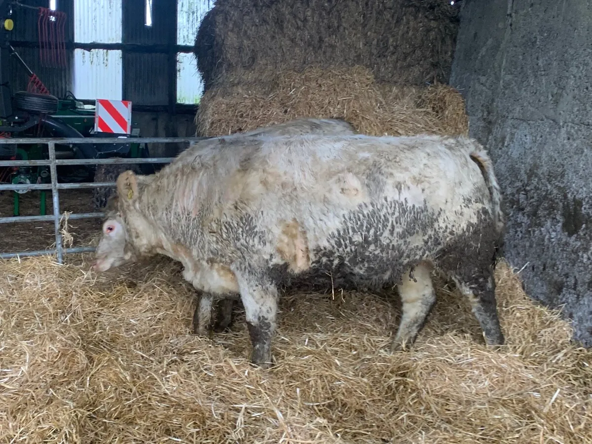 Charolais heifers - Image 4