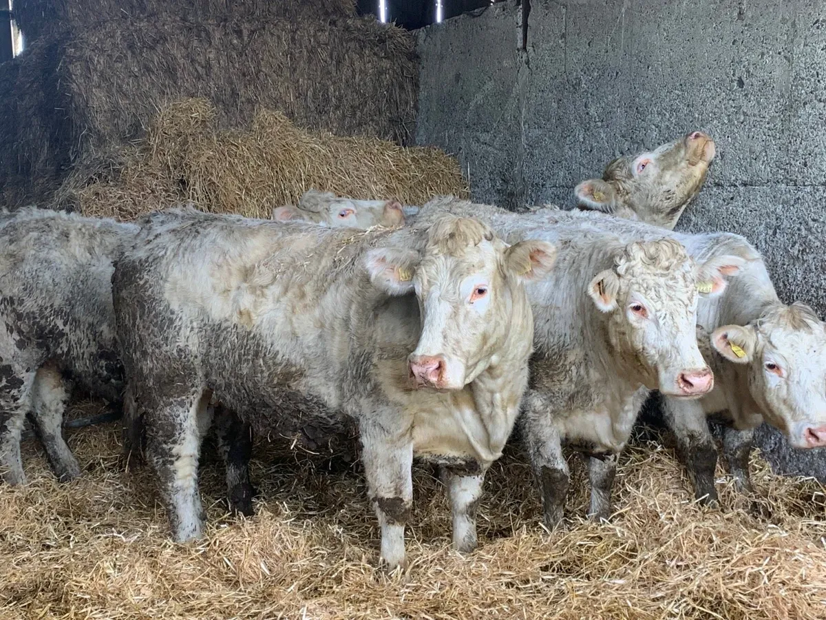Charolais heifers - Image 1