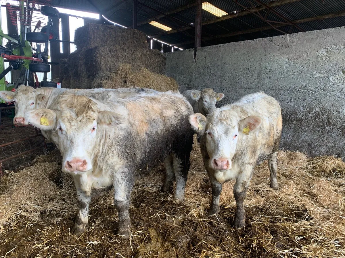 Charolais heifers - Image 2