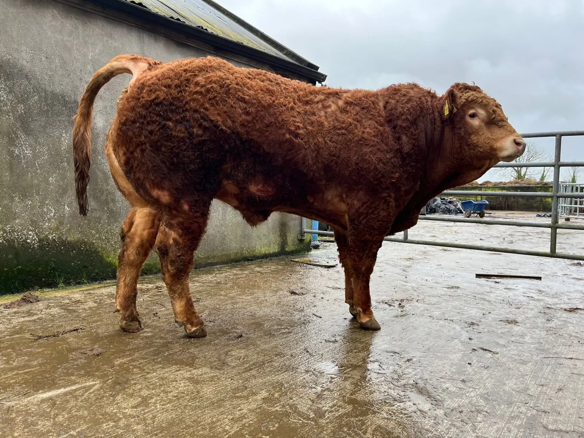 Limousin Bulls - Image 3